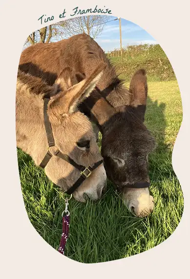 Tino et Framboise