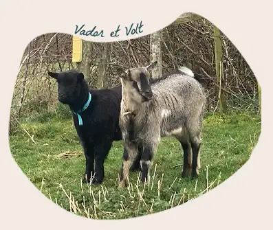 Vador & Volt